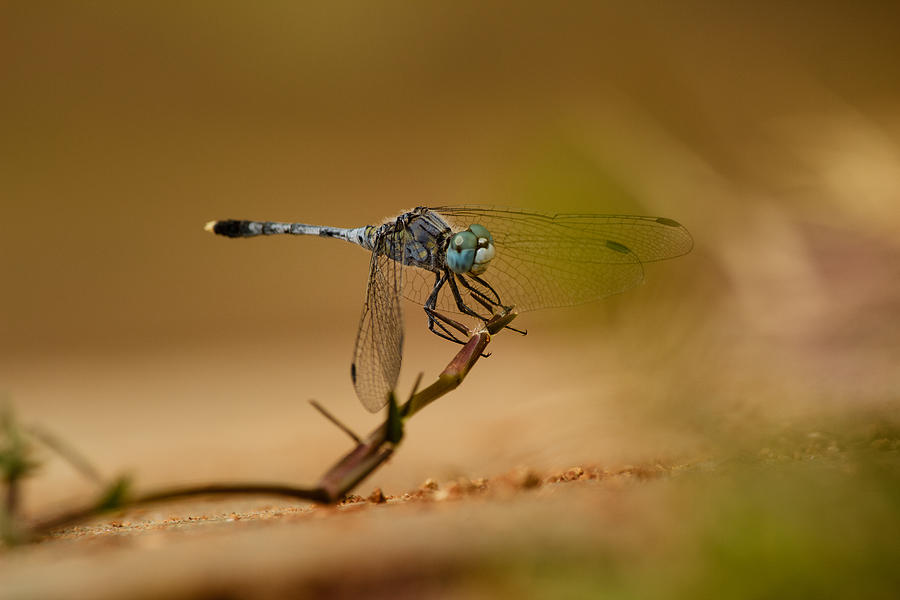 Dragonfly #1 Photograph by SAURAVphoto Online Store