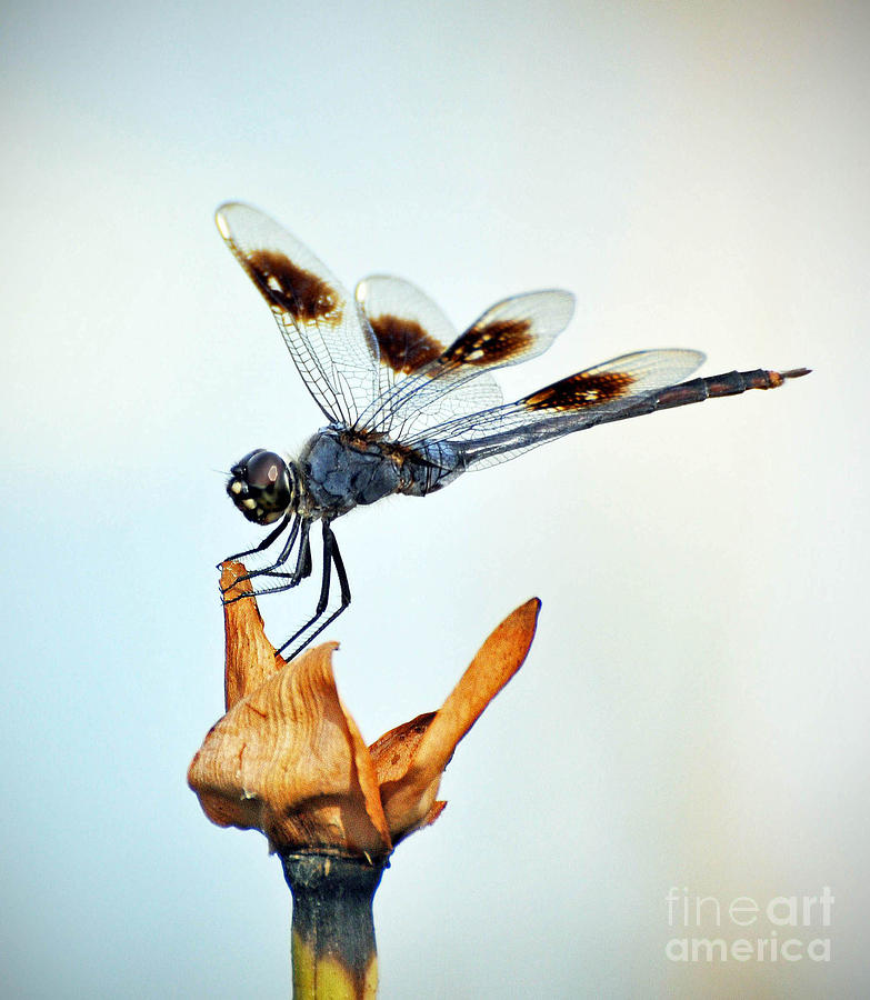 Dragonfly #4 Photograph by Savannah Gibbs