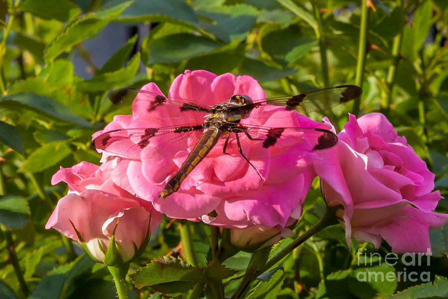 Dragonfly #1 Photograph by Susan Cole Kelly