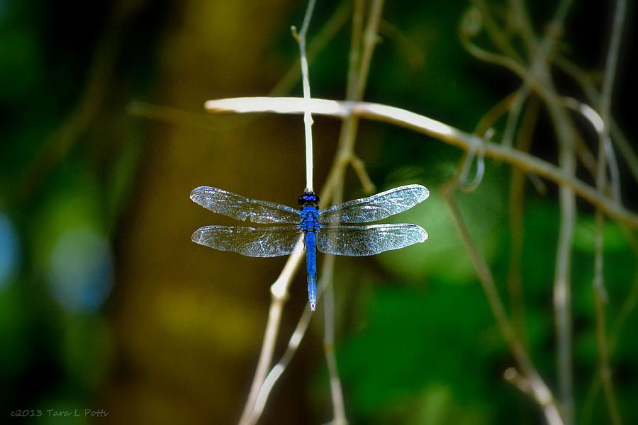 Dragonfly #1 Photograph by Tara Potts