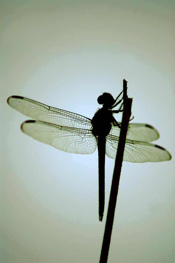 Dragonfly #1 Photograph by Tracy Smith Dragonfly #1 Photograph by Tracy Smith