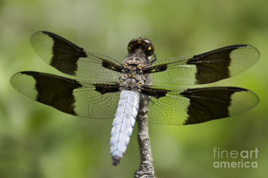Dragonfly V7 #1 Photograph by Douglas Barnard