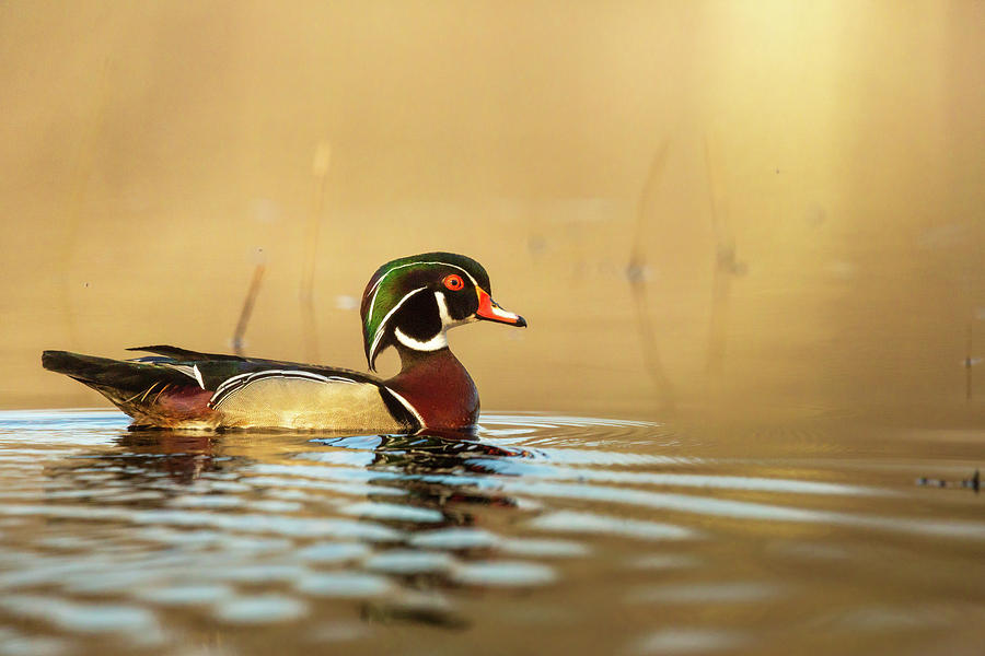 Drake Wood Duck #1 Photograph by Linda Arndt