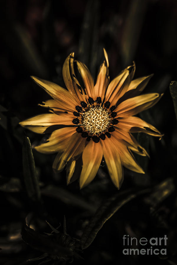 Dramatic yellow gazania flower in dark shadows #1 Photograph by Jorgo Photography