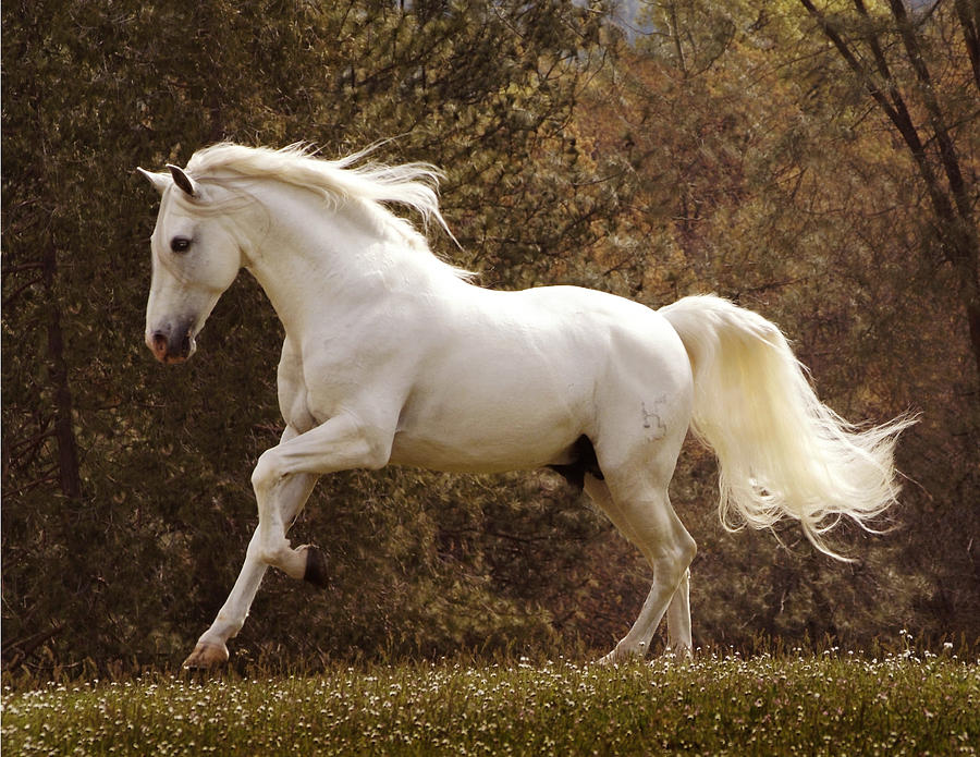 Dream Horse #1 Photograph by Melinda Hughes-Berland
