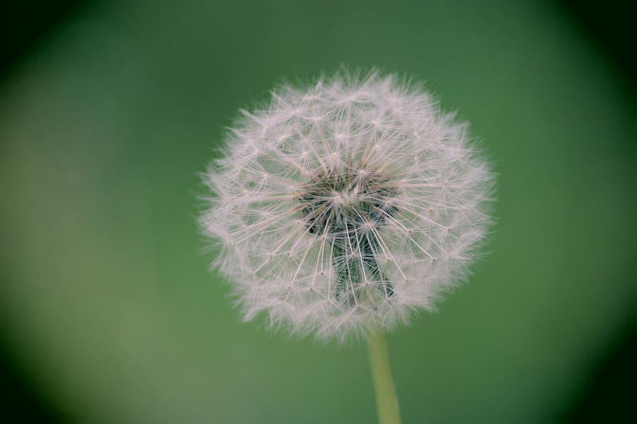 Flower Photograph - Dreams #1 by Martin Newman
