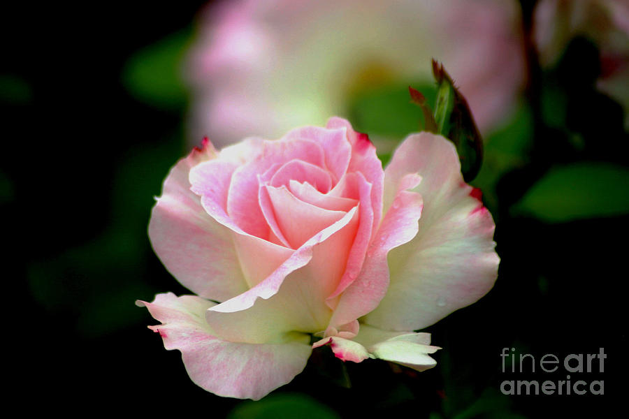 Rose Photograph - Dreamy #1 by Living Color Photography Lorraine Lynch