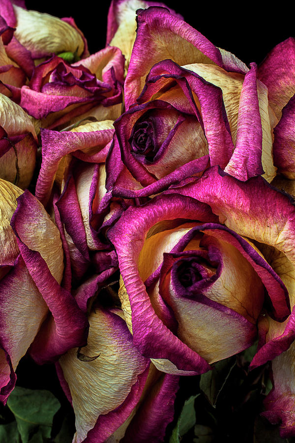 Dried Pink And White Roses #1 Photograph by Garry Gay