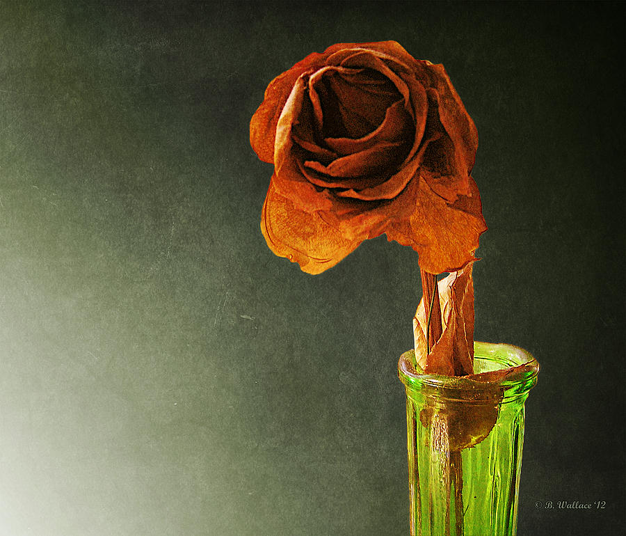 Dried Rose #1 Photograph by Brian Wallace
