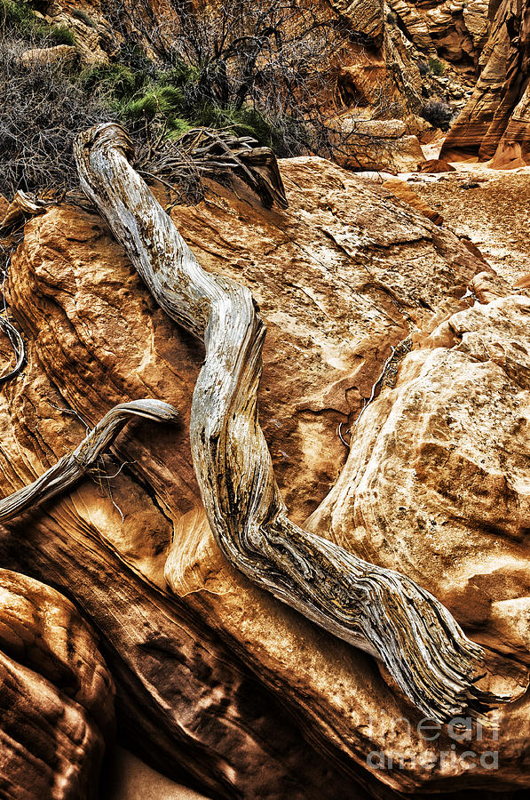 Driftwood Canyon X #1 Photograph by Thomas R Fletcher