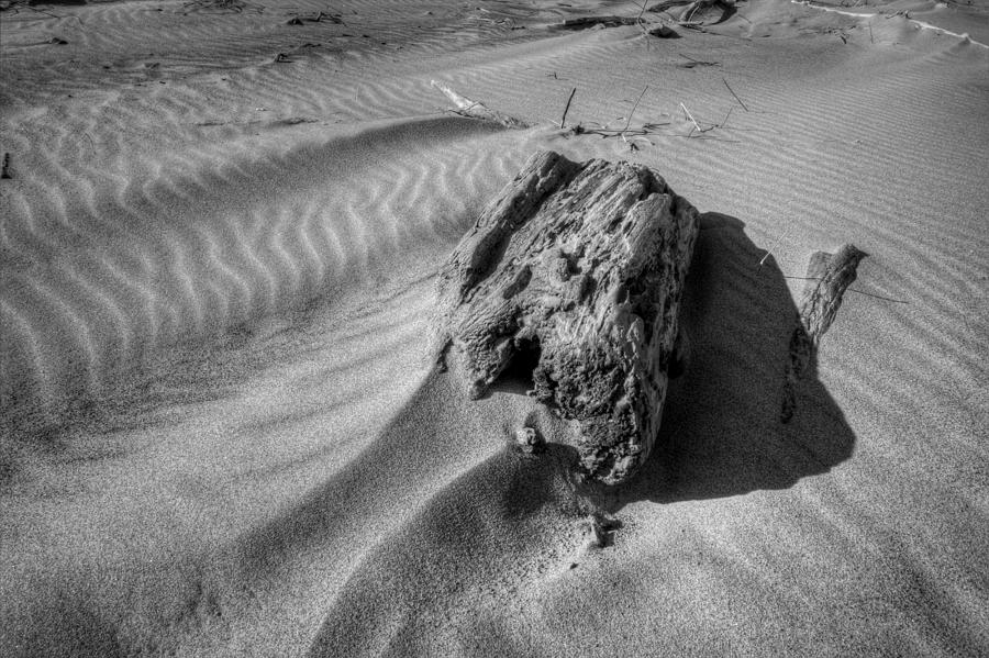Driftwood #1 Photograph by David Dufresne