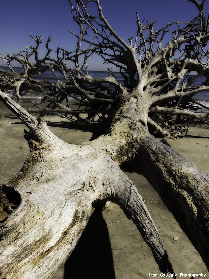 Driftwood #1 Photograph by Fran Gallogly
