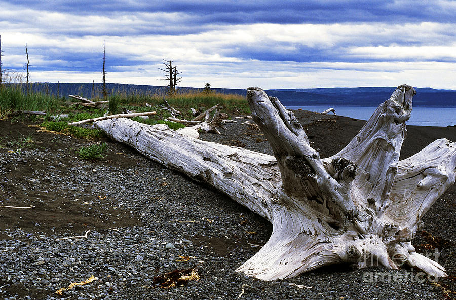 Winslow Homer Photograph - Driftwood on Beach #1 by Thomas R Fletcher