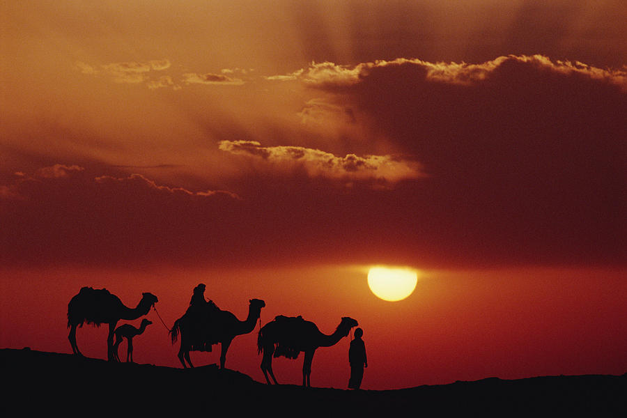 Animal Photograph - Dromedary Camels And Bedouins Sahara #1 by Gerry Ellis