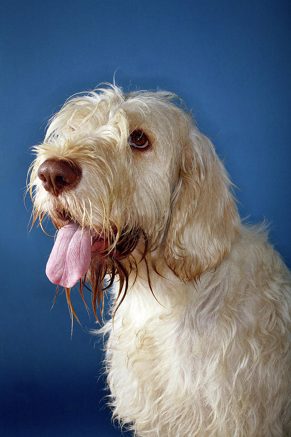 Drooling Dog #1 Photograph by Mauro Fermariello/science Photo Library