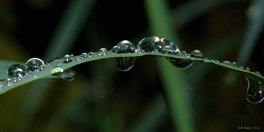 Rain Drops Photograph by WB Johnston