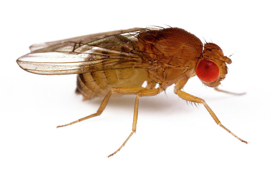 Drosophila Fruit Fly #1 Photograph by Pascal Goetgheluck/science Photo Library