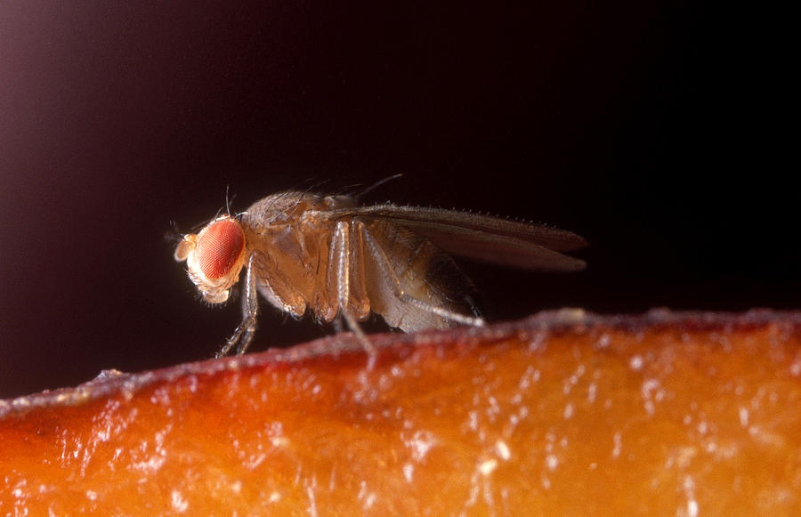 Drosophila On Fruit Photograph by Robert Noonan - Fine Art America