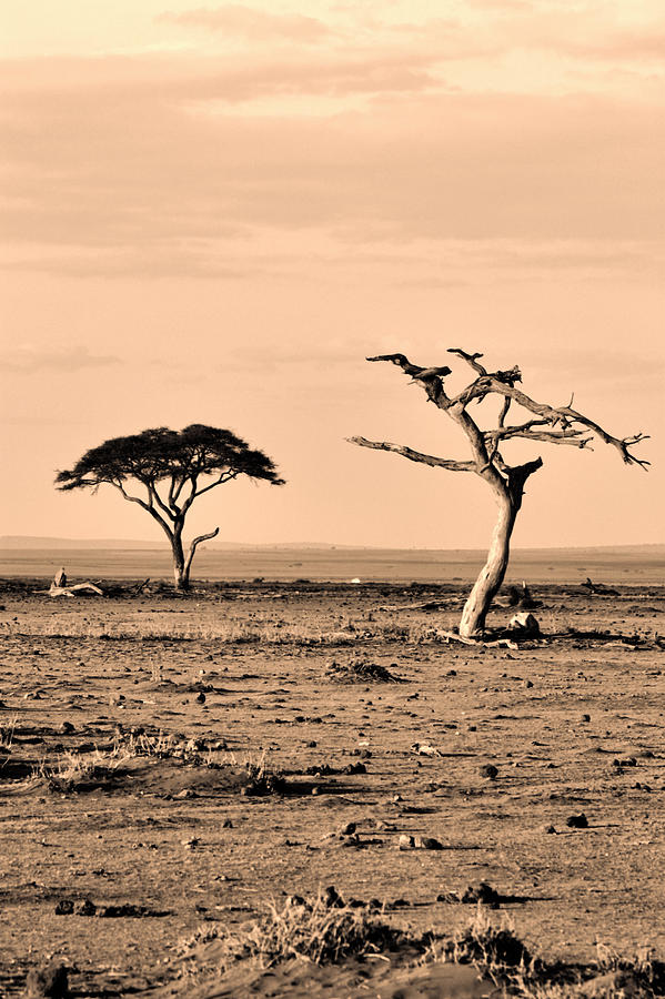 Drought in Kenya #1 Photograph by Amanda Stadther