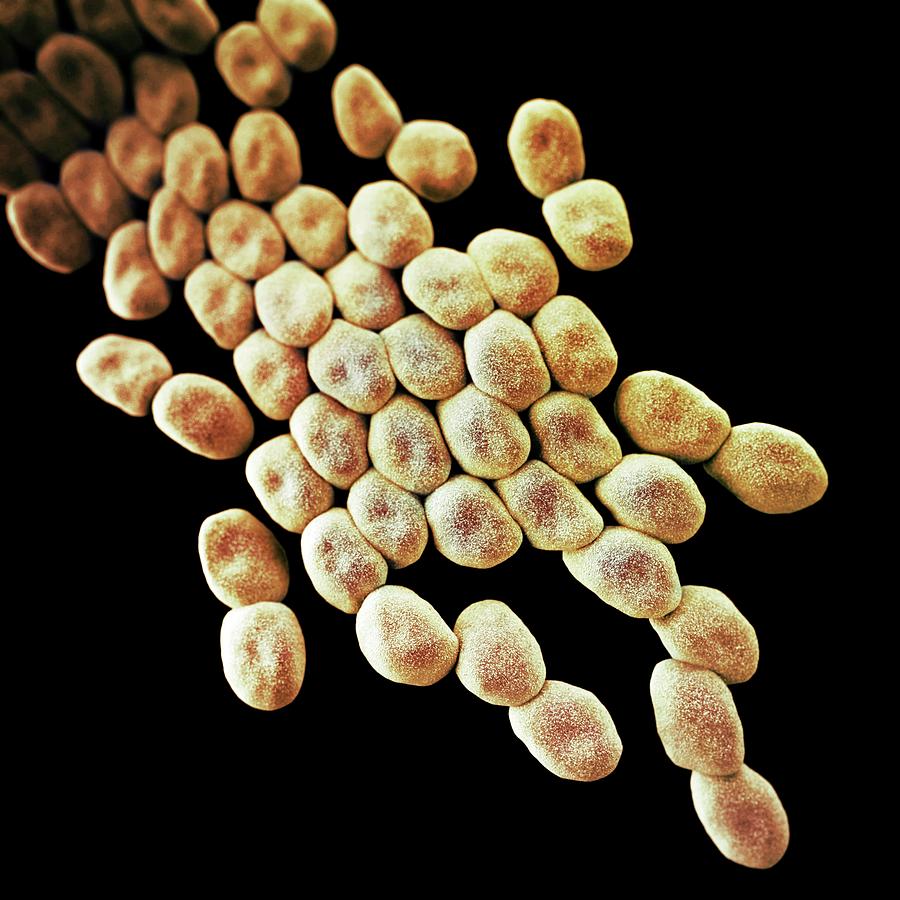 Drug-resistant Acinetobacter Bacteria #1 Photograph by Cdc/ Melissa Brower