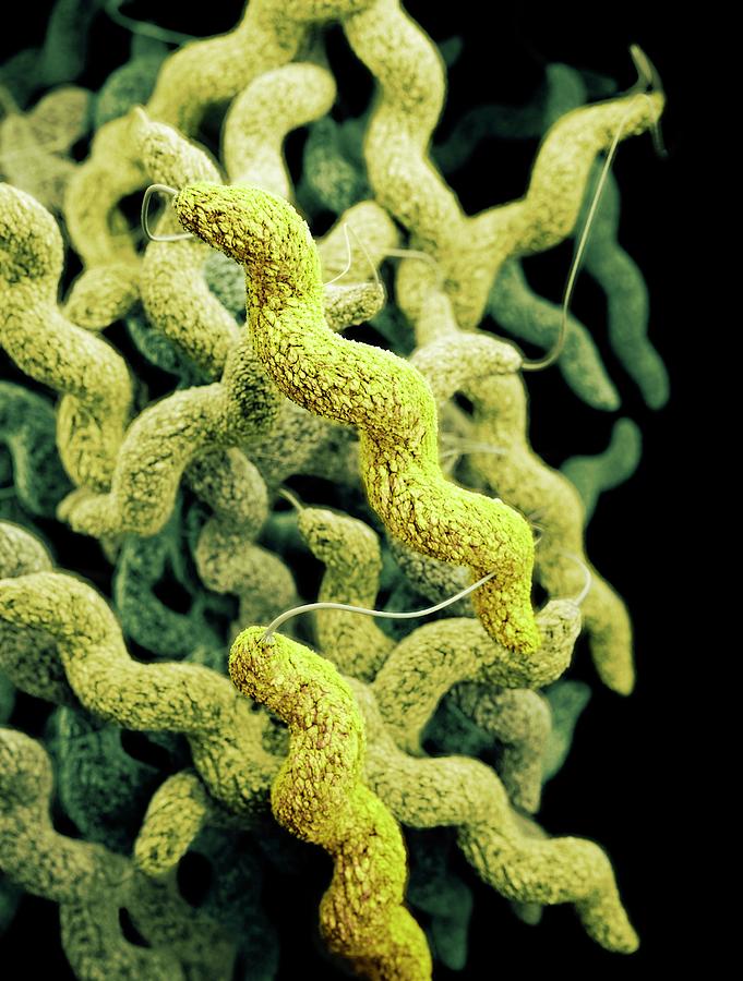 Drug-resistant Campylobacter Bacteria #1 Photograph by Cdc/ Melissa Brower
