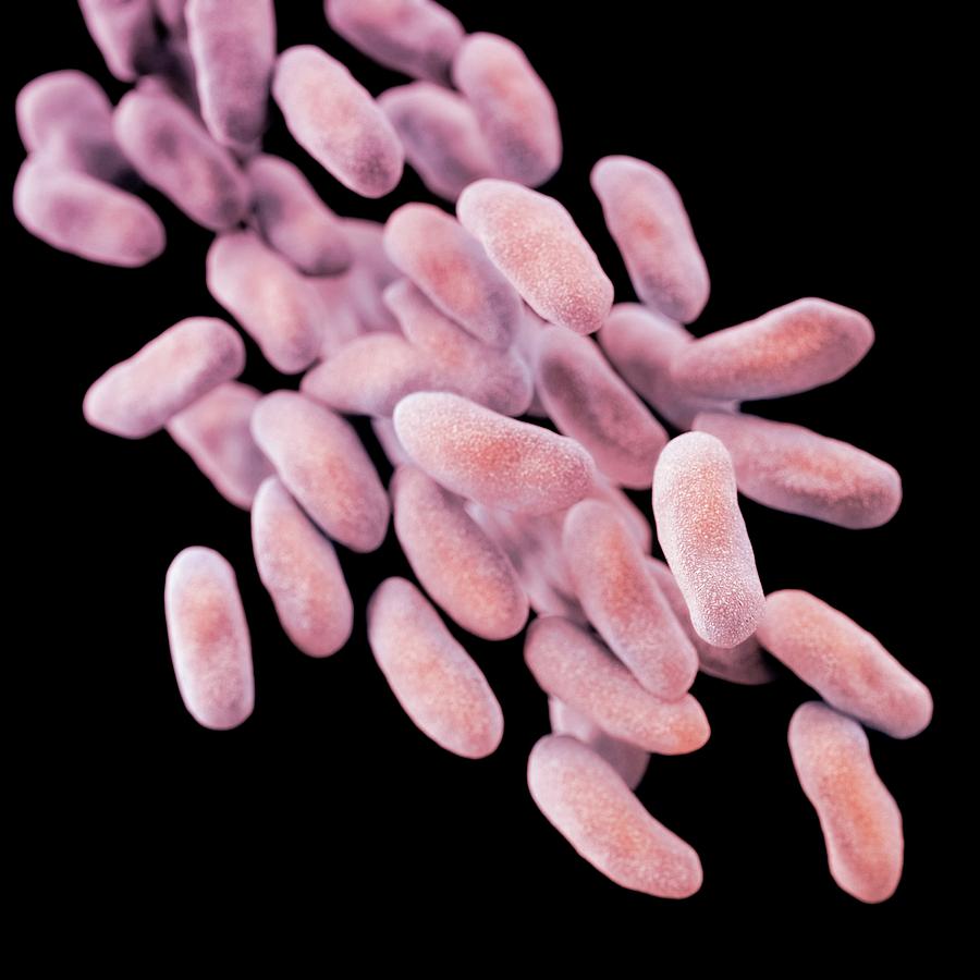 Drug-resistant Enterobacteria Bacteria #1 Photograph by Cdc/ Melissa Brower