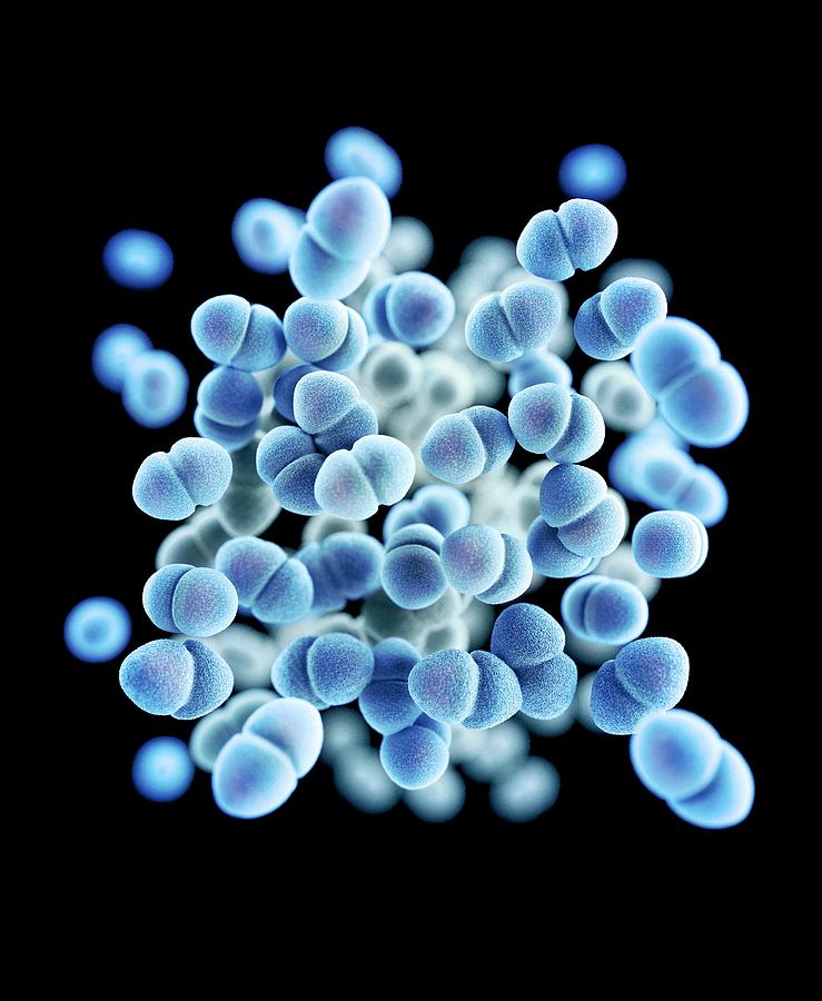 Drug-resistant Enterococcus Bacteria #1 Photograph by Cdc/ Melissa Brower