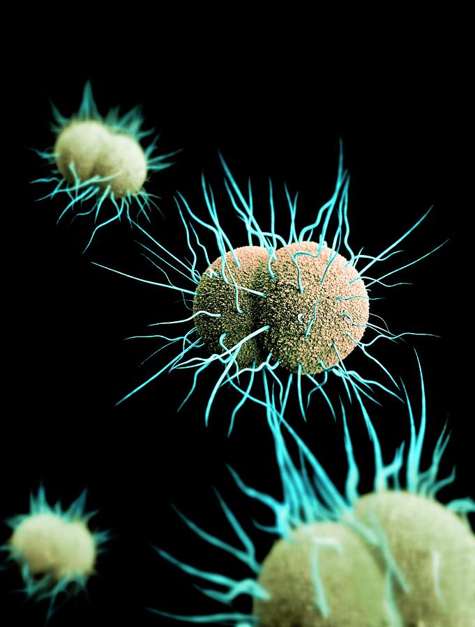 Drug-resistant Gonorrhoea Bacteria #1 Photograph by Cdc/ Melissa Brower