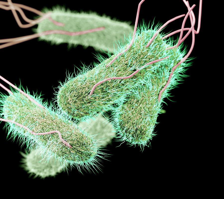 Drug-resistant Salmonella Bacteria #1 Photograph by Cdc/ Melissa Brower