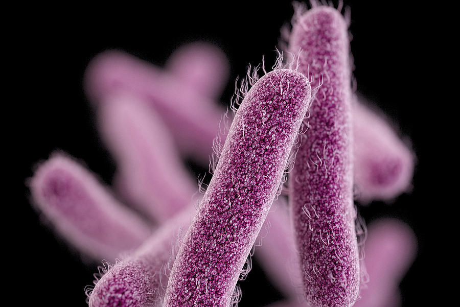 Drug-resistant Shigella Photograph by Science Source