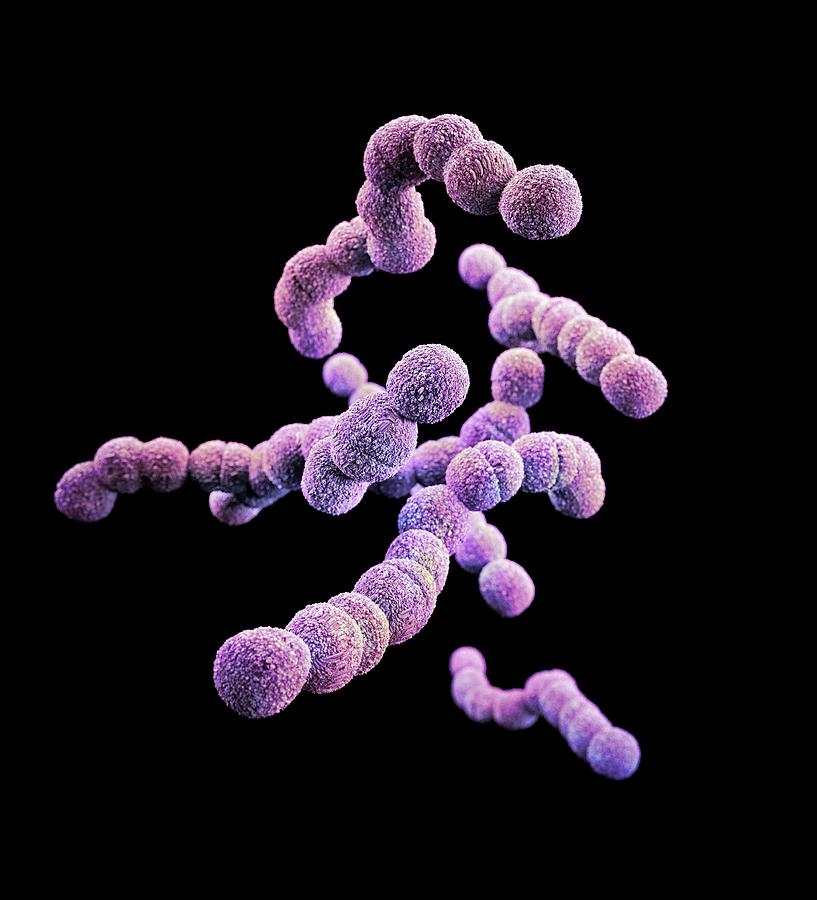 Drug-resistant Streptococcus Bacteria #1 Photograph by Cdc/ Melissa Brower