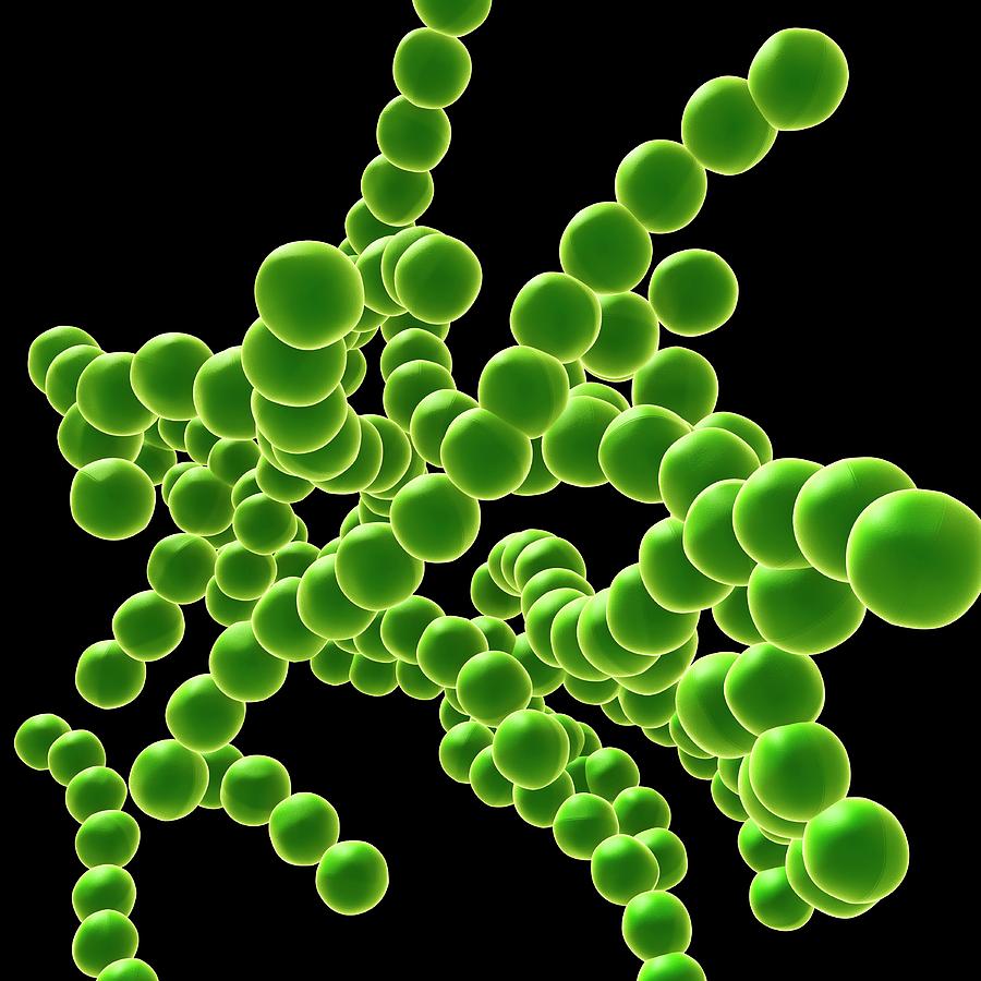 Drug Resistant Streptococcus Bacteria #1 Photograph by Pixologicstudio/science Photo Library