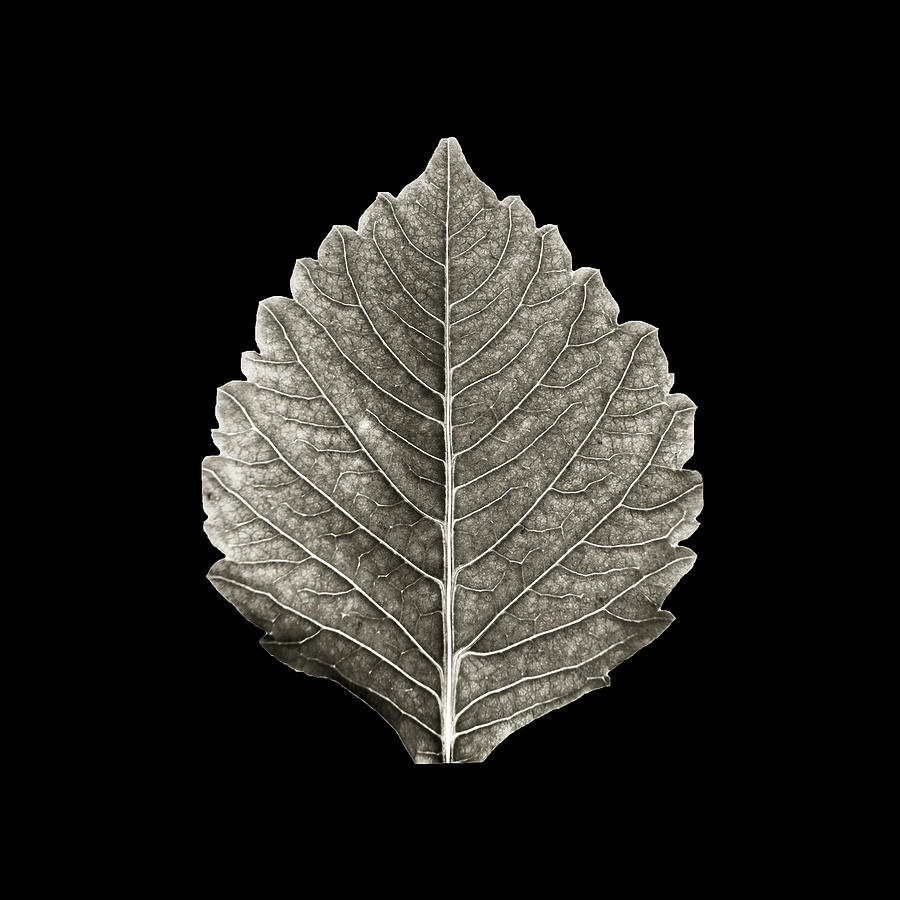 Dry leaf 1 #1 Digital Art by Sumit Mehndiratta