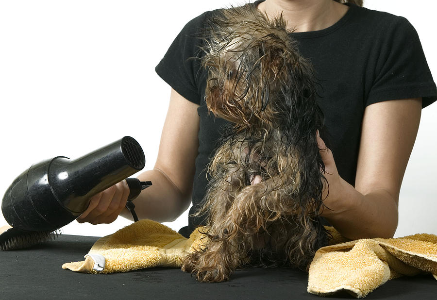 Drying A Yorkie #1 Photograph by Jean-Michel Labat