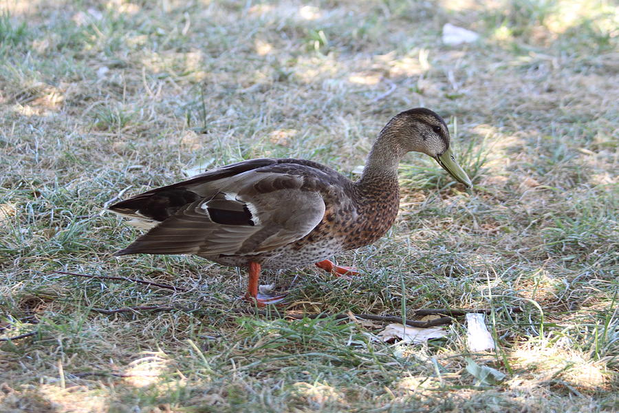 Duck Photograph - Duck - Animal - 01131 #1 by DC Photographer
