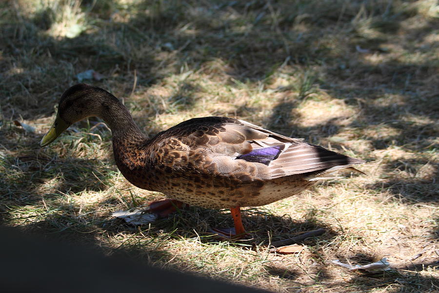 Duck Photograph - Duck - Animal - 011311 #1 by DC Photographer