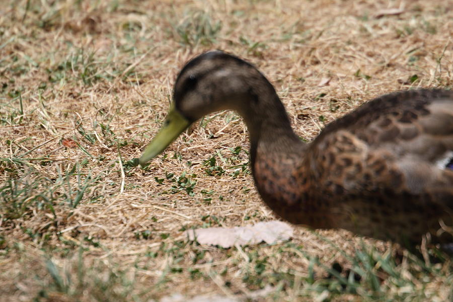 Duck Photograph - Duck - Animal - 011315 #1 by DC Photographer