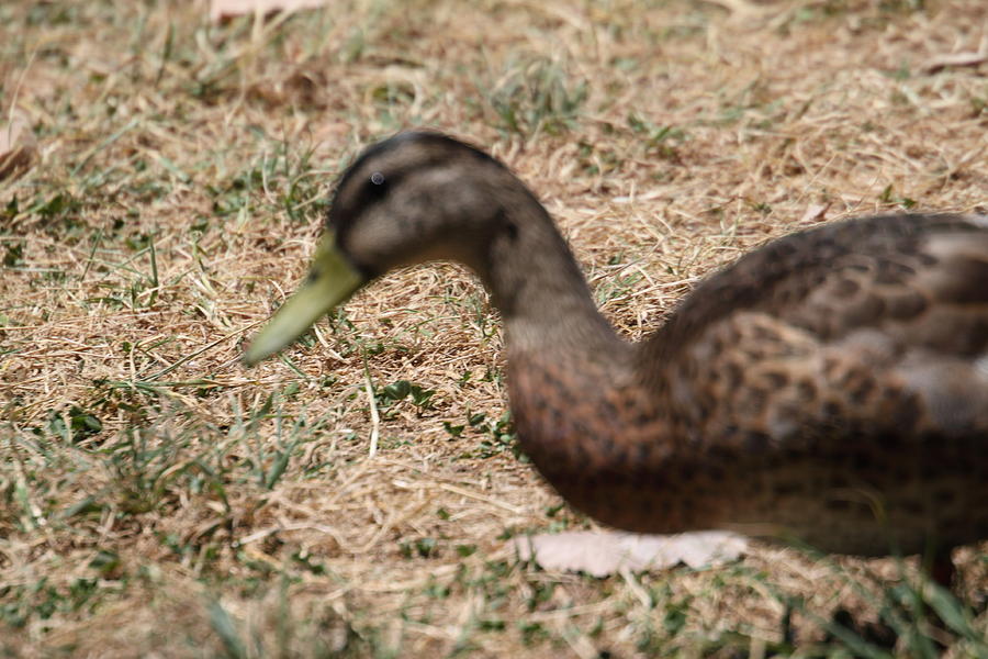 Duck Photograph - Duck - Animal - 011316 #1 by DC Photographer