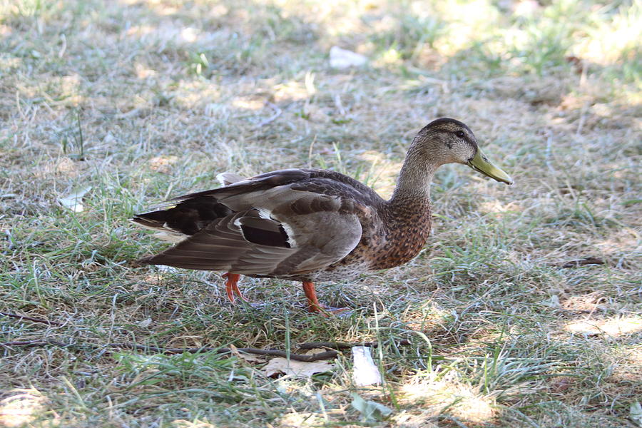 Duck - Animal - 01132 #1 Photograph by DC Photographer