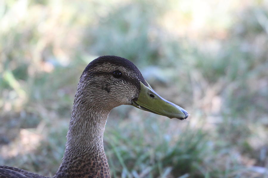 Duck Photograph - Duck - Animal - 01134 #1 by DC Photographer