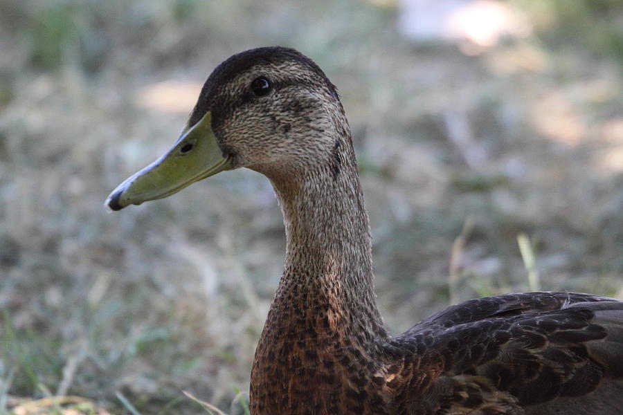 Duck Photograph - Duck - Animal - 01136 #1 by DC Photographer