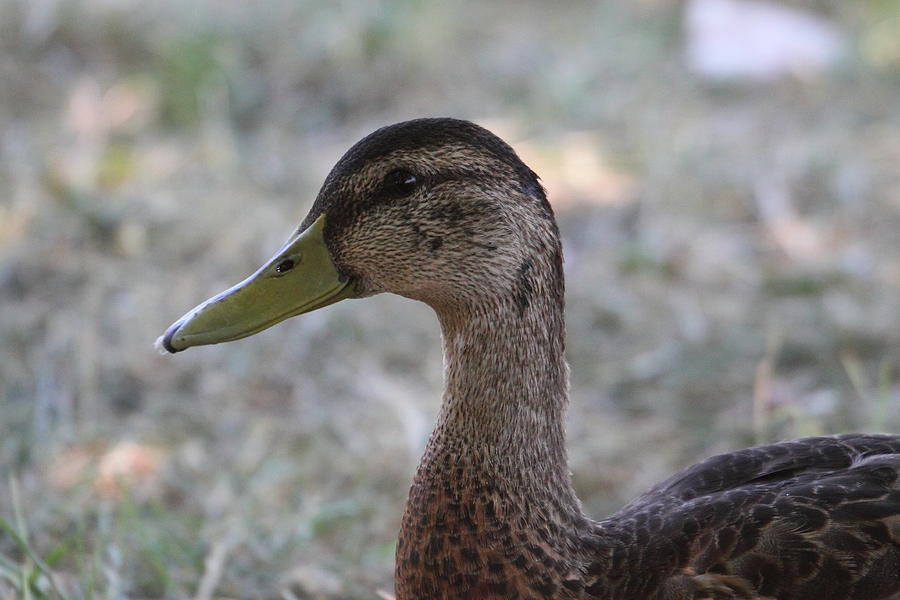 Duck Photograph - Duck - Animal - 01137 #1 by DC Photographer