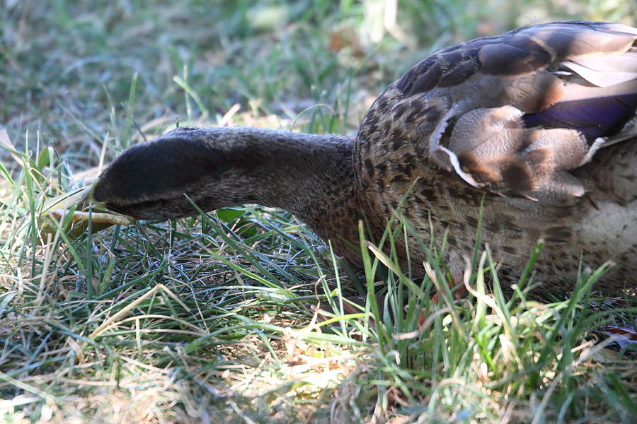 Duck - Animal - 01139 #1 Photograph by DC Photographer