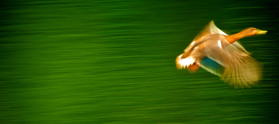 Duck in Motion #1 Photograph by Prince Andre Faubert