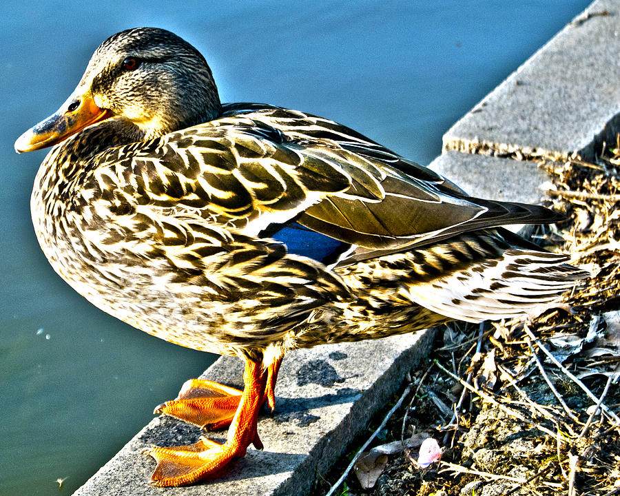 duck-out-of-water-photograph-by-leslie-cruz-fine-art-america