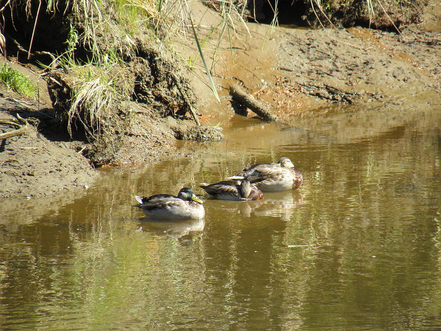 Duck Pond Photograph by Charles Vana | Fine Art America