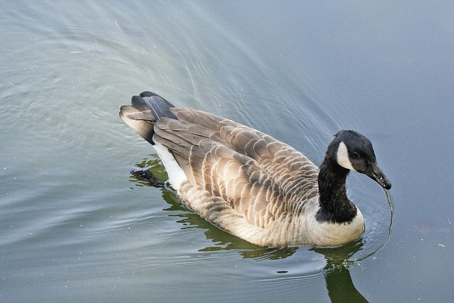 Duck #1 Photograph by Susan Jensen