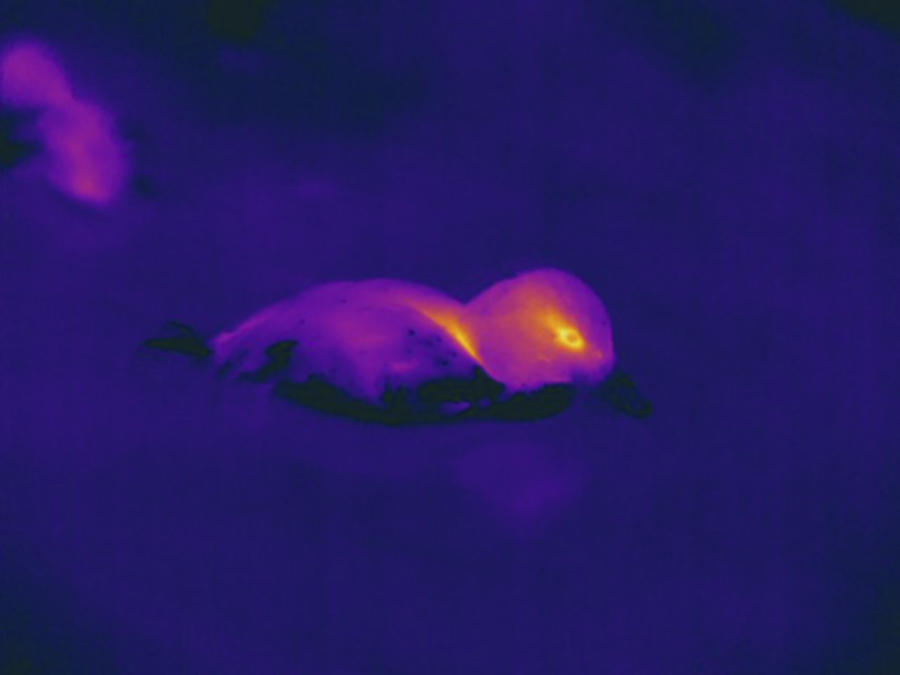 Duck, Thermogram #1 Photograph by Science Stock Photography