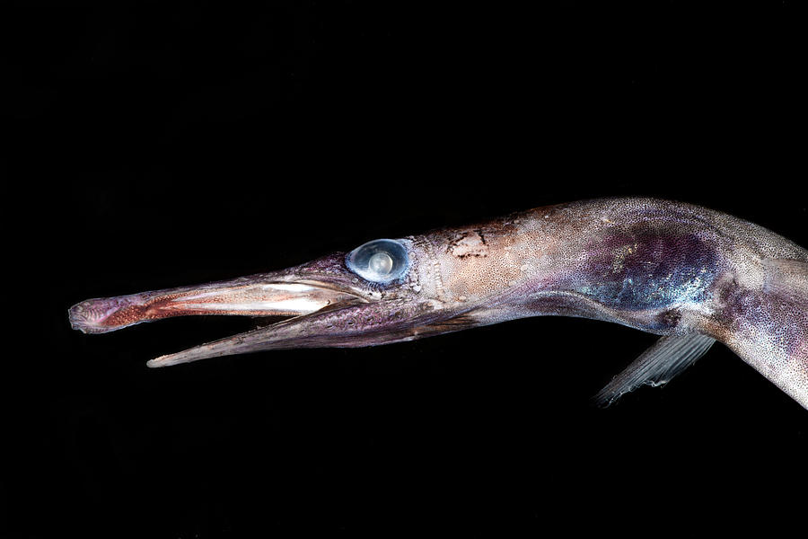 Duckbill Oceanic Eel Nessorhamphus #1 Photograph by Dant Fenolio
