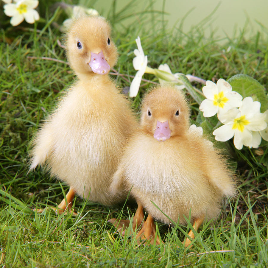 Ducklings In Spring #1 Photograph by John Daniels